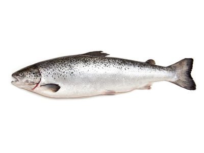 salmon-salar